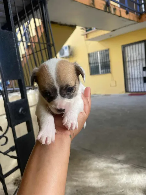 Cachorro Chihuahuas Mariposas