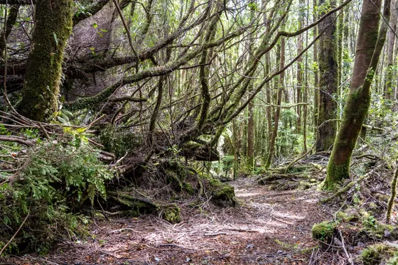 Chiloe, Ruta W-850 Chonchi Parcela 2 Ha, Bosque Nativos