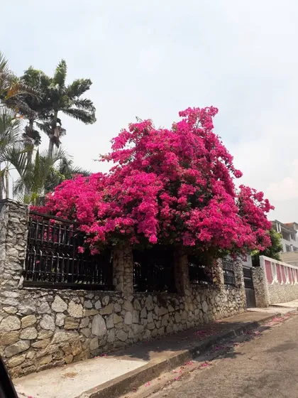 Lj. Venta Casa Urb. El Limón Maracay - Aragua