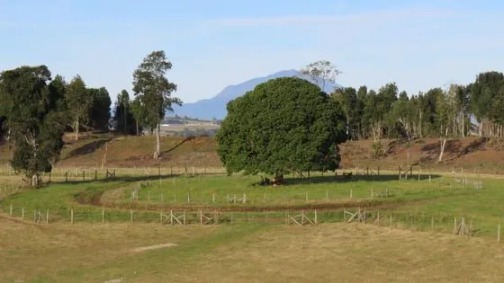 Sitio En Venta En Camino Loncotoro Llanquihue