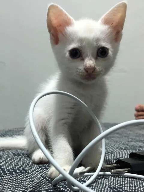 Gatinhos Para Adoção