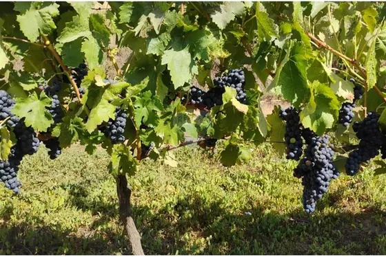 Exclusiva Parcela Con Viñas Y Olivos