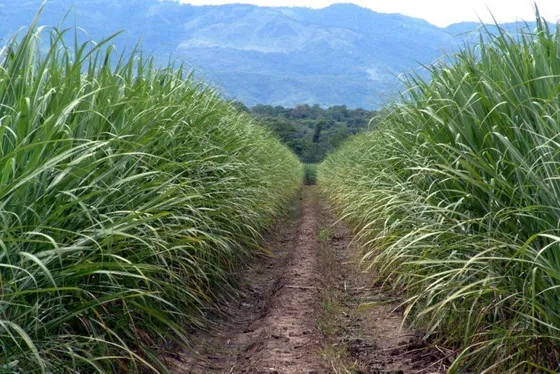 Vendo Fincas Cañeras En Rozo - Guacarí - San Pedro Y Loboguerrero