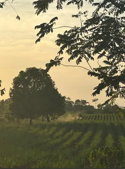 Terreno En Venta Con Caña De Azucar Sembrada En Zacate Colorado Cerca De Tuxtepec Oax