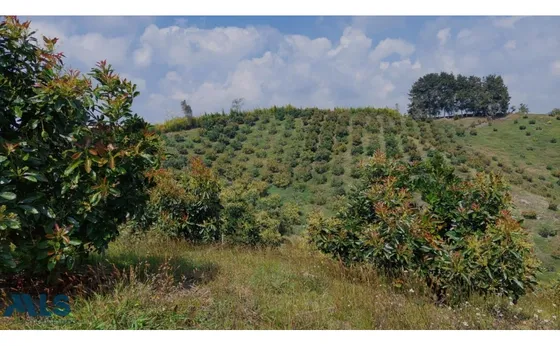 Grandiosa Finca Con Cultivos De Aguacate Hass(mls#247937)