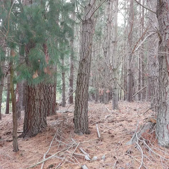 Pp25 Terreno De 42 Hectareas Sector Alpehue - Melipeuco