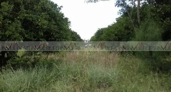 La Anacua