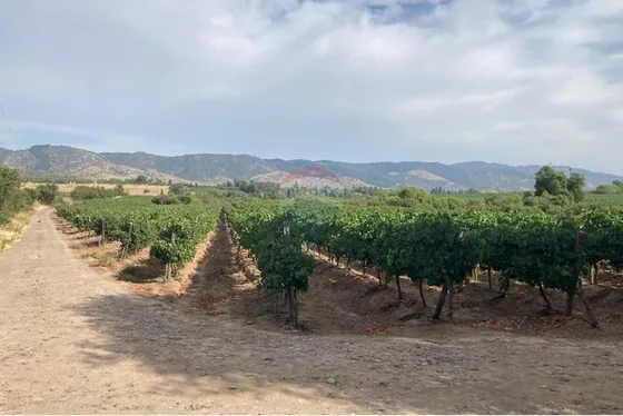 Lindo Campo Con Viña Premium 