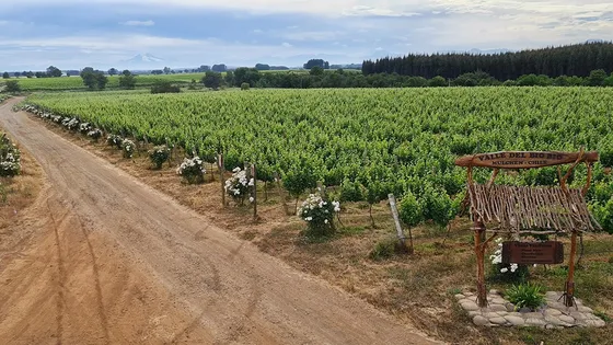 Venta De Campo En Mulchén Id 55.632-cam