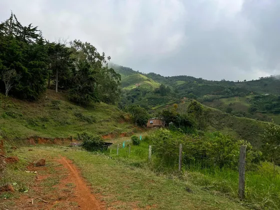 En Venta Finca Cafetera En Altamira