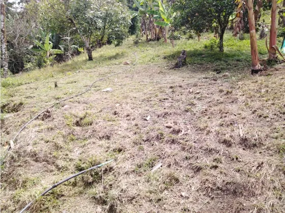 Se Vende Finca En Pijao Quindío