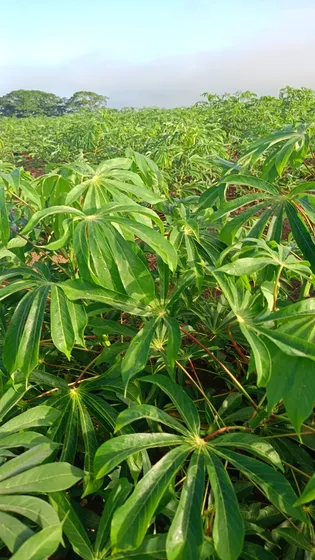 Te Vendo Finca En La Vega/jima Abajo Rd.