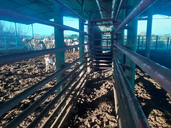 Finca Ubicada El El Pago Sector Mucaria Edo Cojedes 650 Has