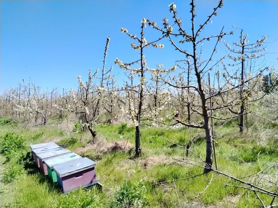 24 Ha Ideal Huerto De Cerezo, Abundante Agua, Villa Alegre