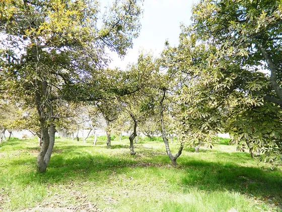 Parcela 7 Hectáreas Con Árboles Frutales, Suelo Orgánico