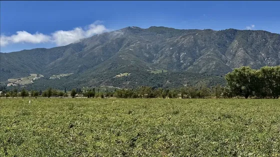 Condores De Apalta