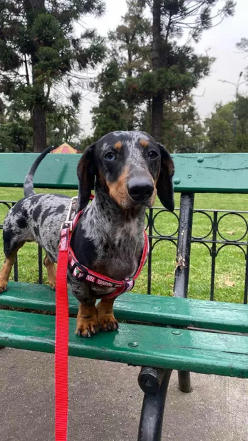 Servicio Monta Salchicha Dachshund Arlequin