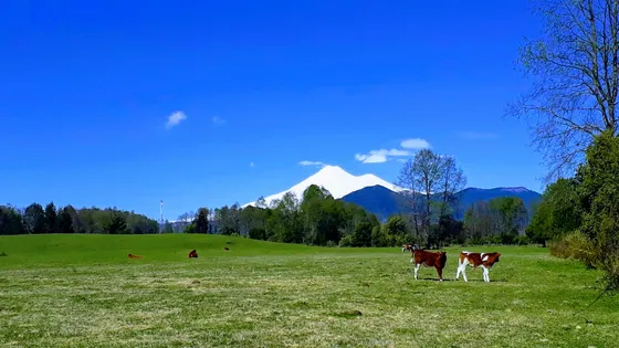 Venta De Campo De 25 Hectareas