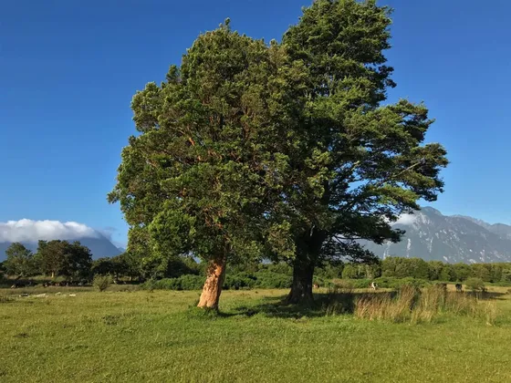 Campo En Venta En Chaitén Viejo, Isla Puduguapi