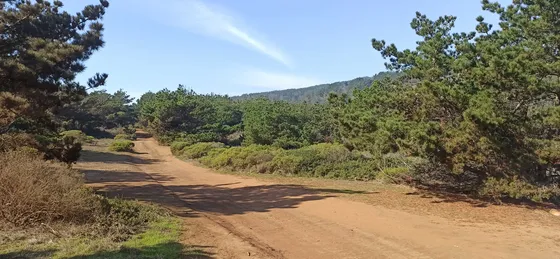 Km 8 Camino Faro Curaumilla.  (73362)