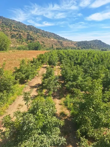Parcela De 5.000 Mt, Sector Huemul, Teno