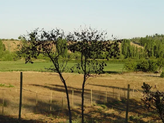 Ganaderas En Venta En Cauquenes