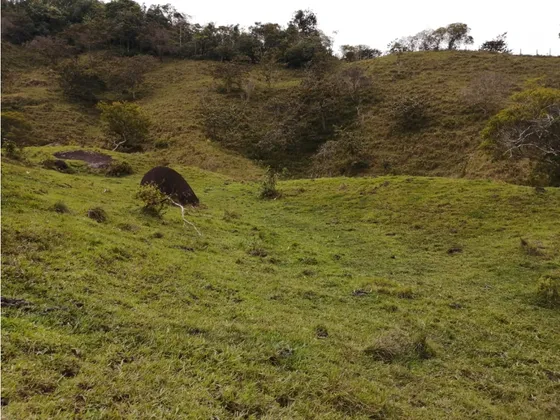 Hermoso Lote En Venta Vereda Toscana -  Alejandría 