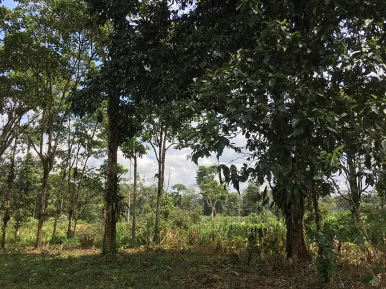 Terreno