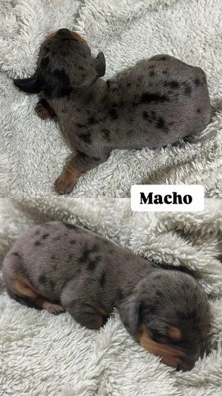 Vendo Filhotes De Dachshund