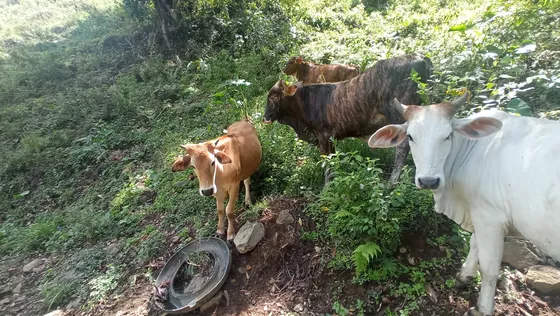 Venta Finca En La Montaña Cerca Al Lago Calima
