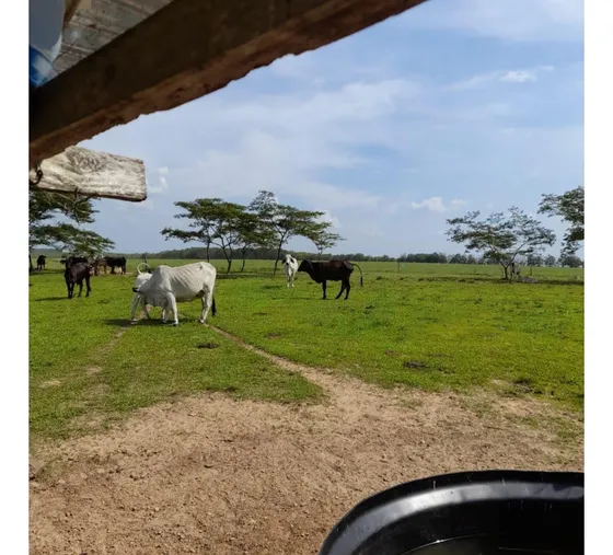 Vendo Finca En Puerto Gaitan Meta