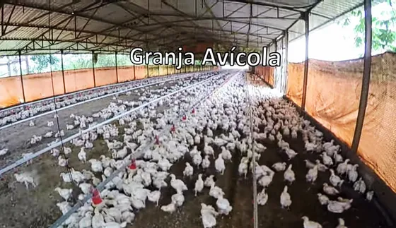 En Vente Finca Agropecuaria Y Avicola En El Eje Occiental Bejuma. Miranda Carabobo Caya-blk