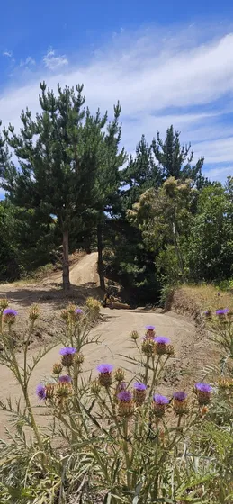 Venta De Parcelas De 5.000 Mt2 Pupuya