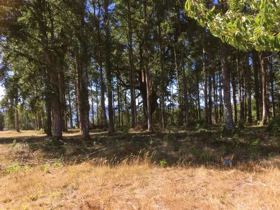 Venta Parcela , 5000mts , Condominio Alto Rebellin Valdivia