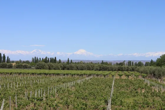 Finca De Vinedos De 1915 Y Olivos