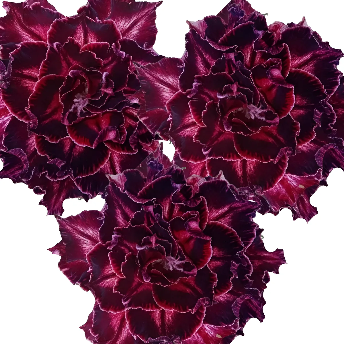 Enxerto Rosa do Deserto 4 camadas bordô Rihanna