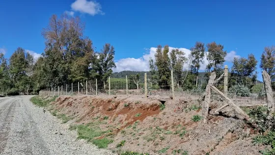 Predio De 20 Has Con Eucaliptus Y Suelo Fértil Rucalhue