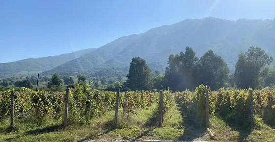 Terreno En Pircas De Apalta