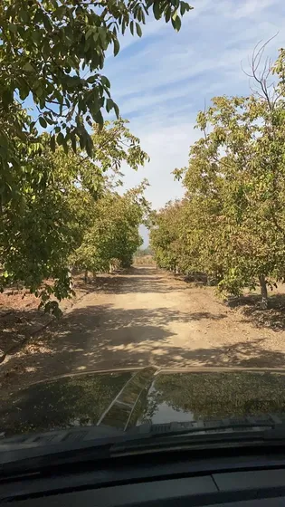 Venta Terreno Agricola, El Peumo , Calle Larga , Los Andes