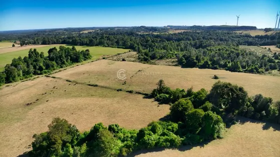 Campo Llanquihue Con Praderas Y Bosque Nativo