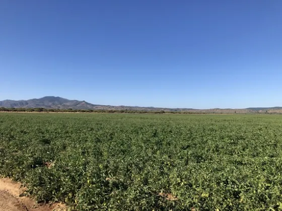 Campo En Venta