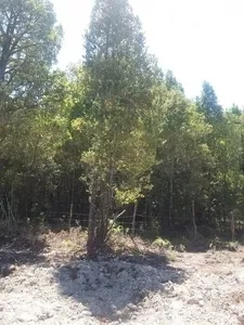 Parcela Urbanizadamaderos De Puerto Varas