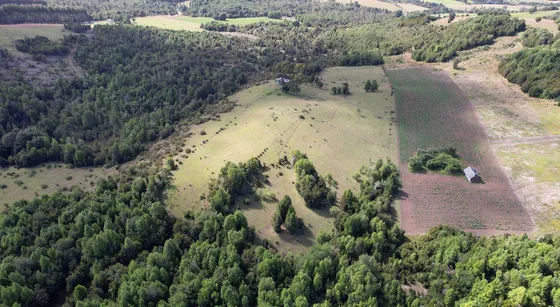 Árboles Nativos/estero (101359)