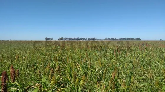 Campo En Venta En Buenos Aires Interior, General Villegas, Santa Regina Con Un Valor De Usd 1.105...