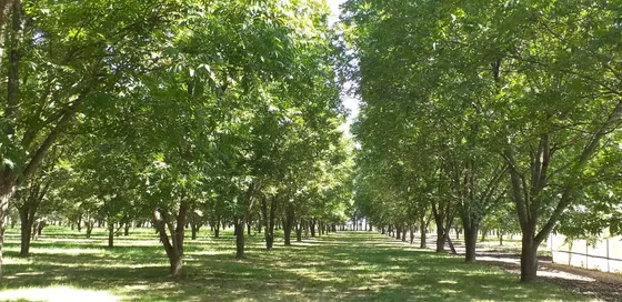Campo De 6 1/4 Hectaresa Con Plantación De Nueces Pecán