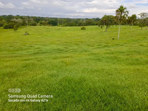 Excelente Finca Ganadera En Venta Pueblo Nuevo Cordoba