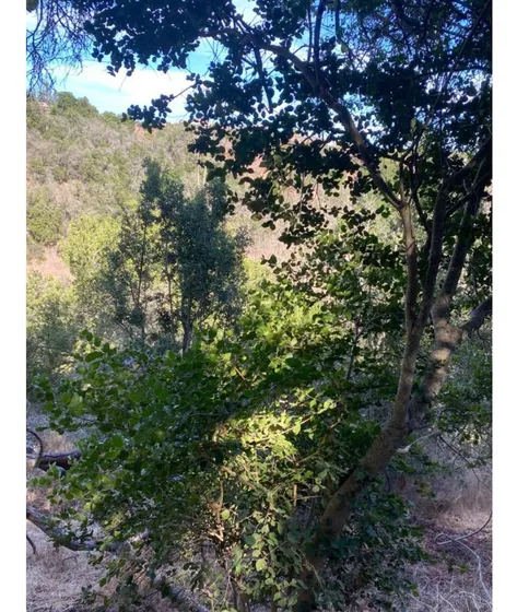 Vende Hermosa Parcela Con Luz, De 6.524 Mt2 En El Convento,