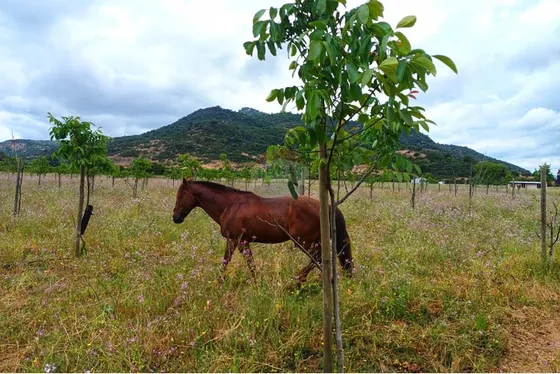 Terreno En Colchagua