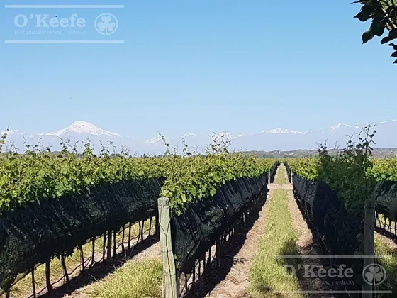 Finca De 23 Has En Venta En Mendoza  - Viñedo Premium De Altura