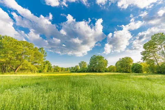 Campos En Arriendo, Región De Los Rios Y Región De Los Lagos
